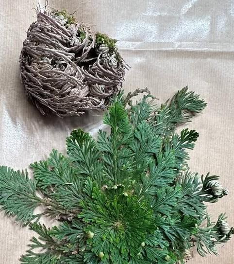 Doradilla (Selaginella lepidophylla)