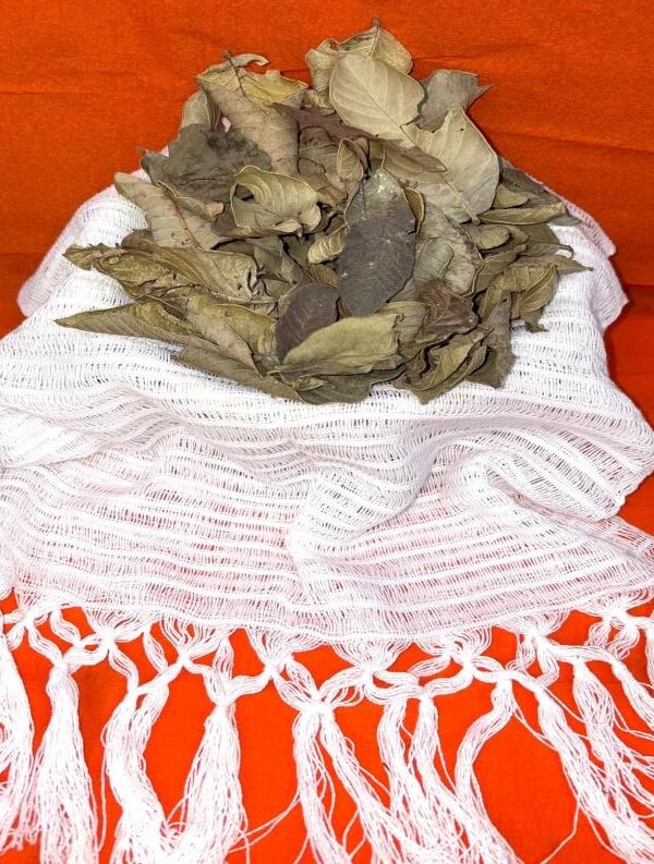 Guava Leaf Tea – Natural Wellness in Every Cup