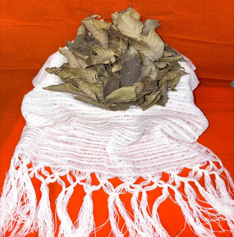 Té de hoja de guayaba: bienestar natural en cada taza