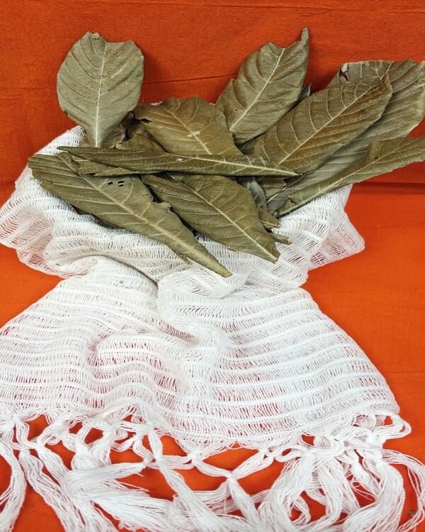 Loquat Leaves - Nispero