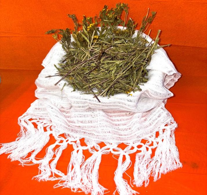 Pericon (Tagetes lucida) – Santa María Herb