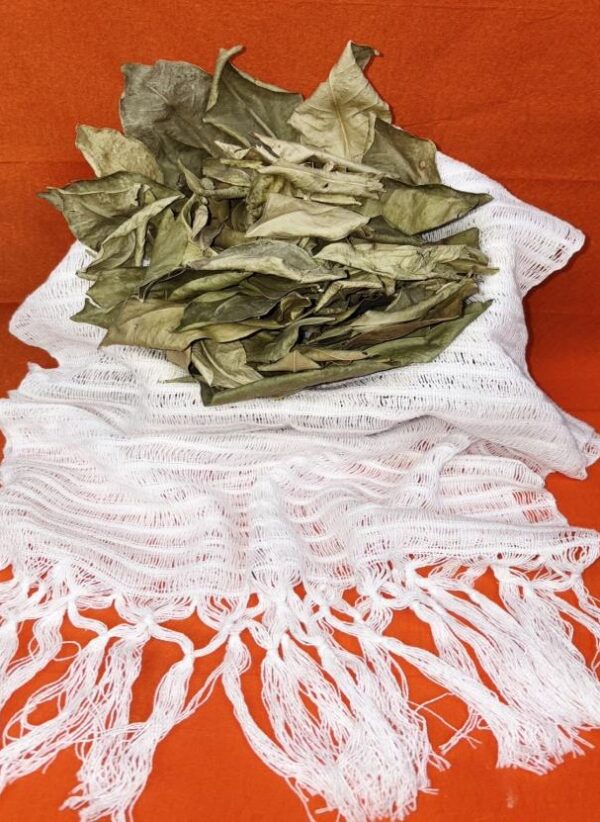 Orange Leaves (Hoja de Naranjo)